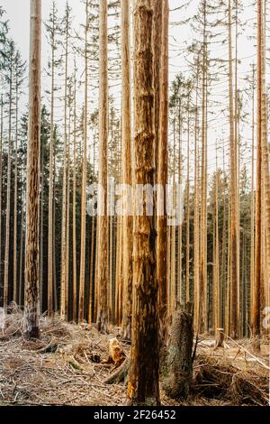 Damaged dead trees in forest.Dying forest in Czech Republic because of climate change, drought and bark beetles. Trunk of dry trees.Pine forest devast Stock Photo