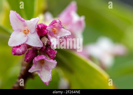 Macro shot of perfume princess Daphne flowers in bloom Stock Photo