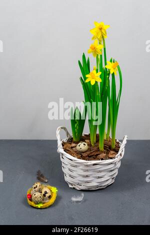 Yellow daffodils with bulbs in a large pot with eggs for Easter on the background of a gray wall. Stock Photo