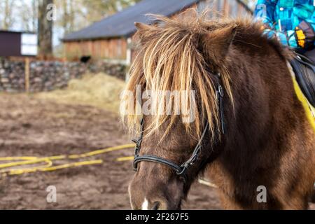 Portrait of brown pony with long mane covering its eyes. Nose and face of a brown pony. Stock Photo