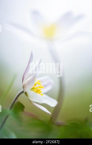 Beautiful close up of two wood anemones (anemone nemerosa) in woodland In Spring, a blurred taller one towering over a shorter one. Stock Photo