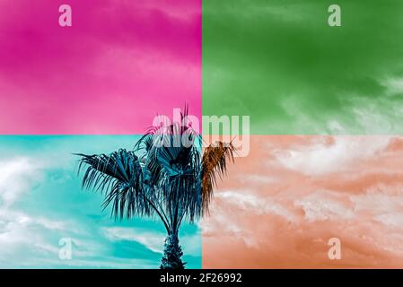 4 square colors overlay on palm tree against cloudy sky. Stock Photo