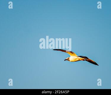Seagull flying in the air. Stock Photo
