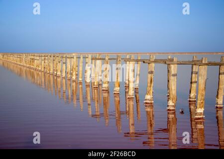 Wooden pillars in a pink lake. Perspective to the horizon. Pink lake water and clear blue sky Stock Photo