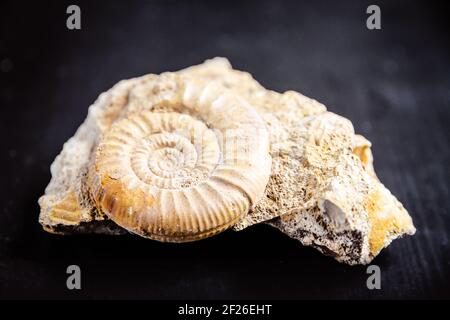 Ammonite fossil isolated on a black background Stock Photo