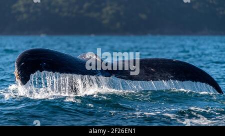 Humpback whale, tail over water surface Stock Photo - Alamy