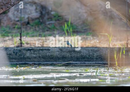kingfisher, bird, wild in a lake, feeding on looking for small fish, Stock Photo
