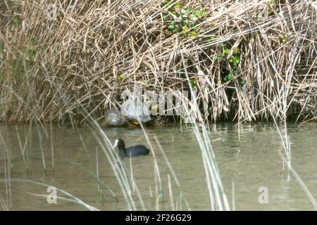 red-eared turtles, or California, Trachemys scripta, sunbathing on a rock on the shore of a lake in Mallorca, invasive species of the lagoon, Stock Photo