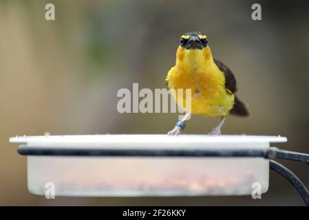Black-necked Weaver (Ploceus nigricollis) perched on a dish of food Stock Photo