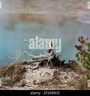 Dead Tree Stump at the Grand Prismatic Spring Stock Photo