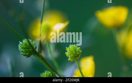 Ranunculus arvensis yellow flowers. Corn buttercup flowers plants on spring meadow Stock Photo