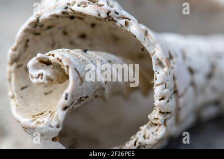 A macro shot of a white twisted seashell on a blurred background Stock Photo