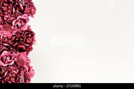 Floral frame made of purple peony tulips flowers on white background. Flat lay, Top view Stock Photo