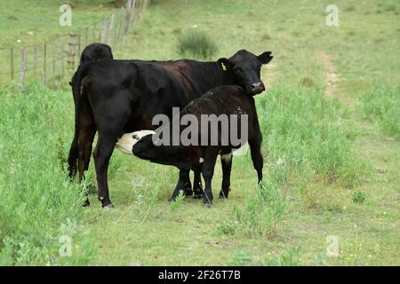 Cow in Pampas Countryside, La Pampa Province, Patagonia, Argentina. Stock Photo