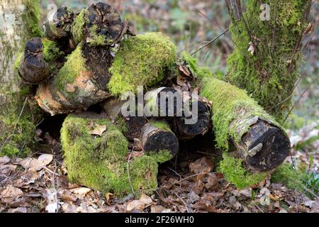 Pile of old logs covered in moss in the forest Stock Photo
