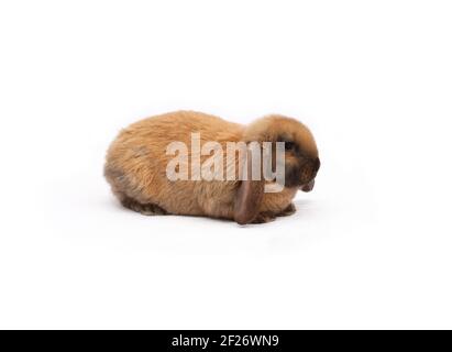 Madagascar Rabbit Purebred rabbit french sheep color madagascar on white background Stock ...
