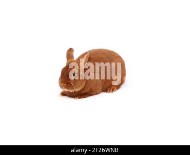 New Zealand purebred red rabbit on white cloth against white background Stock Photo