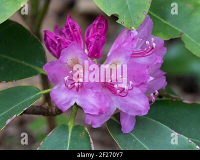 Close-up of Catawba rhododendron, Rododendron catawbiense, blossoms. Stock Photo