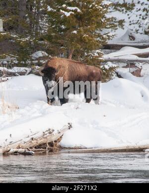 One large bison buffalo on a snow-covered river bank in Yellowstone National Park. Winter landscape. Stock Photo