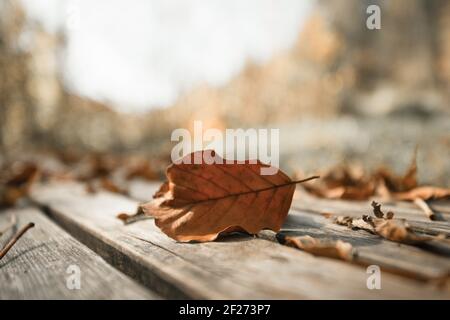 Autumn time: Beautiful colorful leaf lying on a park bank, fall concept with copy space Stock Photo