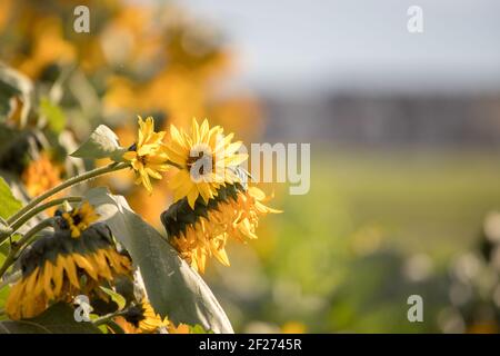 Blooming sunflowers in a field summer landscape Stock Photo - Alamy