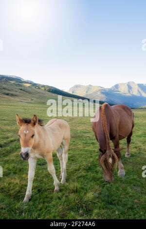 a mare and a foal graze in a meadow in a mountain landscape on a summer day, Baqueira Beret, Lleida, Spain, vertical Stock Photo