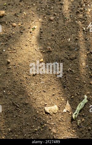 A vertical shot of a dirty grainy brown surface with dry leaves on it Stock Photo