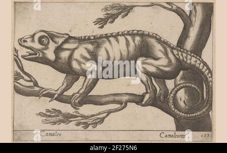 Kamelon hi-res stock photography and images - Alamy Kamelon hi-res stock photography and images - Alamy