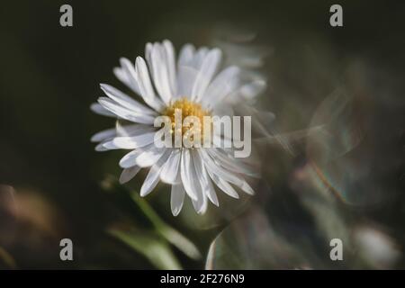 Close up of daisy in grass with light reflections and flare Stock Photo