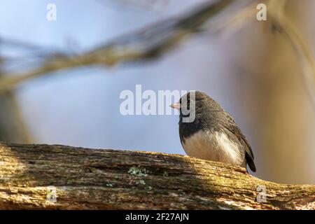 Slate colored Dark Eyed Junco ( Junco hyemalis ) is a passerine bird in north America. This adult male songbird was spotted on a wooden branch in wint Stock Photo