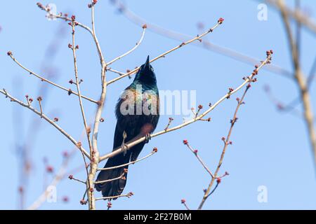 Close up isolated image of an adult male Common grackle (Quiscalus quiscula) perching on a tree branch against blue sky. This bird has black feather w Stock Photo