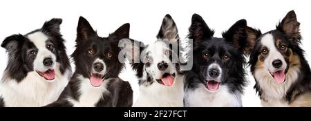 five border collie dog portrait looking at camera in front of a white background Stock Photo