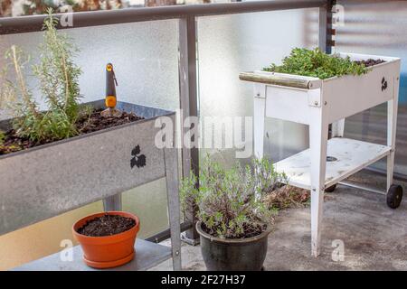 A white and silver (galvanized) elevated garden planter sits on an apartment patio in the spring. Standing planters are a great way to garden in an ur Stock Photo