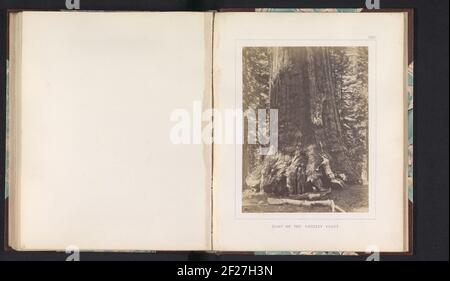 View of the foot of Grizzly Giant, a giant sequoia in the Mariposa Grove; BASE OF THE GRIZZLY GIANT .. Stock Photo