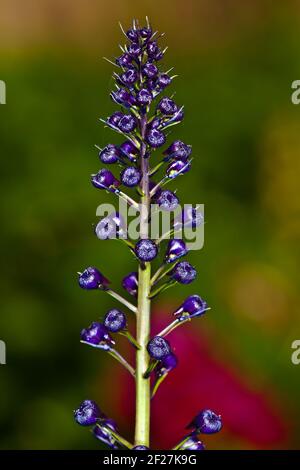 Violet flower delphinium not dismissed in a garden Stock Photo