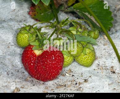 garden bed with lush green strawberry bushes Stock Photo - Alamy