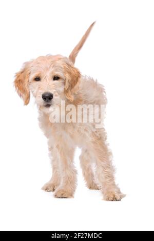 Beige Labradoodle dog Stock Photo