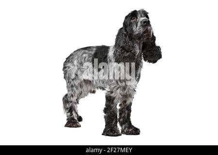 Dark blue roan Cocker Spaniel Stock Photo