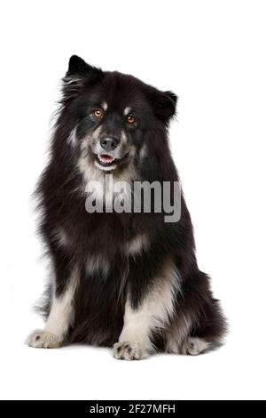 Finnish lapphund sitting looking at the camera isolated on a white ...