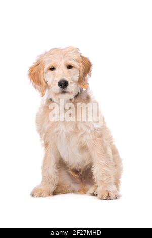 Beige Labradoodle dog Stock Photo