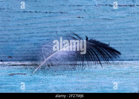 Close up of black and white feather on blue wooden background Stock Photo