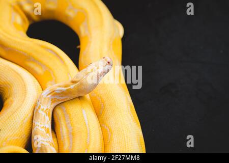 The yellow python is placed on the table during the reptile exhibition. Stock Photo