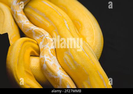 The yellow python is placed on the table during the reptile exhibition. Stock Photo