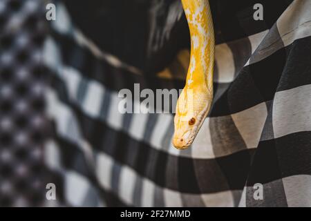 The yellow python is placed on the table during the reptile exhibition. Stock Photo