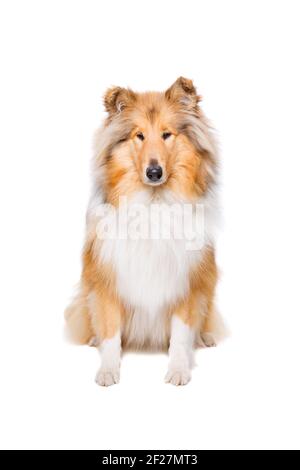 Rough collie dog Stock Photo