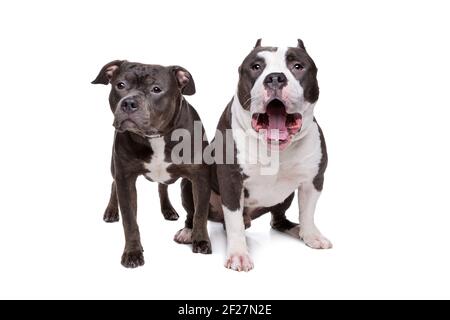 Two pit bull dogs Stock Photo - Alamy
