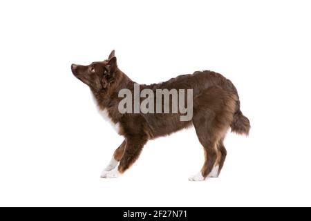 Red Miniature American Shepherd dog Stock Photo