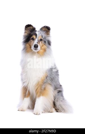 Old Shetland Sheepdog Stock Photo