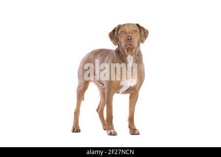 Red merle Louisiana Catahoula Leopard dog Stock Photo