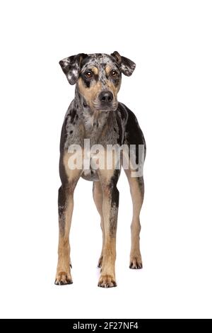 Louisiana Catahoula Leopard dog Stock Photo